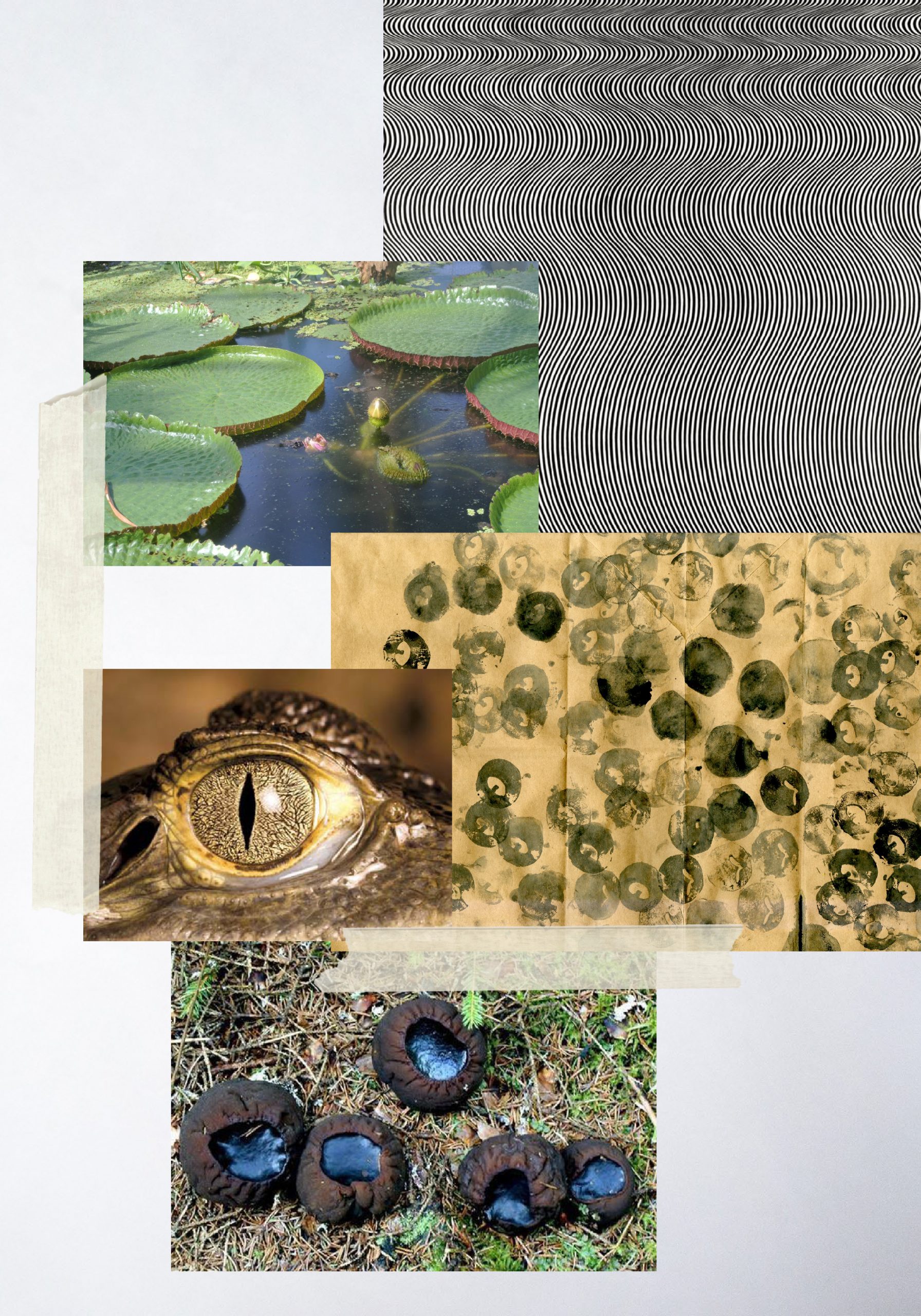 BOG HOLE (2014+2021) – Maija Järviniemi